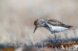 Western Sandpiper (Calidris mauri)