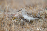 White-rumped Sandpiper (Calidris fuscicollis)