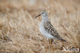 Bonapartes Strandloper (Calidris fuscicollis)