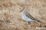 White-rumped Sandpiper (Calidris fuscicollis)