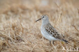 Bonapartes Strandloper (Calidris fuscicollis)