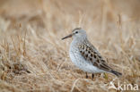 Bonapartes Strandloper (Calidris fuscicollis)