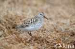 White-rumped Sandpiper (Calidris fuscicollis)