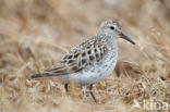 White-rumped Sandpiper (Calidris fuscicollis)