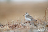 White-rumped Sandpiper (Calidris fuscicollis)