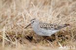 Bonapartes Strandloper (Calidris fuscicollis)