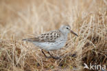 White-rumped Sandpiper (Calidris fuscicollis)