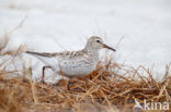 Bonapartes Strandloper (Calidris fuscicollis)