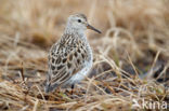 Bonapartes Strandloper (Calidris fuscicollis)