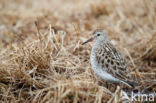 Bonapartes Strandloper (Calidris fuscicollis)