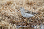 Bonapartes Strandloper (Calidris fuscicollis)