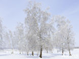 Birch (Betula)