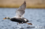 Spectacled Eider (Somateria fischeri)