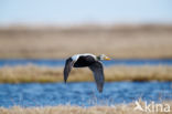 Spectacled Eider (Somateria fischeri)