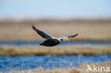 Spectacled Eider (Somateria fischeri)