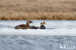 Spectacled Eider (Somateria fischeri)