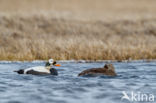 Spectacled Eider (Somateria fischeri)