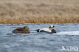 Spectacled Eider (Somateria fischeri)