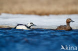 Steller s Eider (Polysticta stelleri)