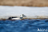 Steller s Eider (Polysticta stelleri)