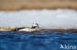 Steller s Eider (Polysticta stelleri)