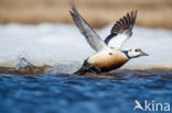 Steller s Eider (Polysticta stelleri)