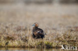 Steller s Eider (Polysticta stelleri)