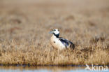 Steller s Eider (Polysticta stelleri)