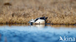 Steller s Eider (Polysticta stelleri)