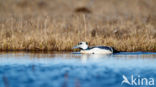 Steller s Eider (Polysticta stelleri)