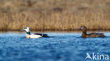 Steller s Eider (Polysticta stelleri)