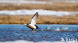 Steller s Eider (Polysticta stelleri)