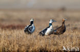 Steller s Eider (Polysticta stelleri)