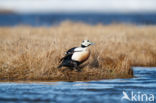 Steller s Eider (Polysticta stelleri)