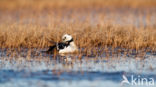 Steller s Eider (Polysticta stelleri)