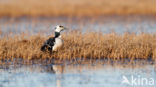 Steller s Eider (Polysticta stelleri)