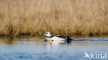 Steller s Eider (Polysticta stelleri)