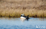 Steller s Eider (Polysticta stelleri)