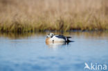 Steller s Eider (Polysticta stelleri)