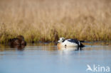 Steller s Eider (Polysticta stelleri)