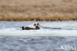 Spectacled Eider (Somateria fischeri)