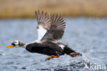 Spectacled Eider (Somateria fischeri)