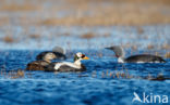 Spectacled Eider (Somateria fischeri)