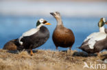 Spectacled Eider (Somateria fischeri)