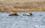 Spectacled Eider (Somateria fischeri)