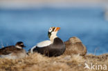 Spectacled Eider (Somateria fischeri)