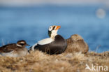 Spectacled Eider (Somateria fischeri)