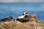 Spectacled Eider (Somateria fischeri)