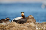 Spectacled Eider (Somateria fischeri)