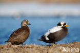 Spectacled Eider (Somateria fischeri)